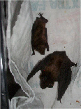 Bat Rescue