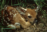 Fawns