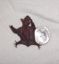 Bat Rescue