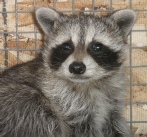 Baby Raccoon